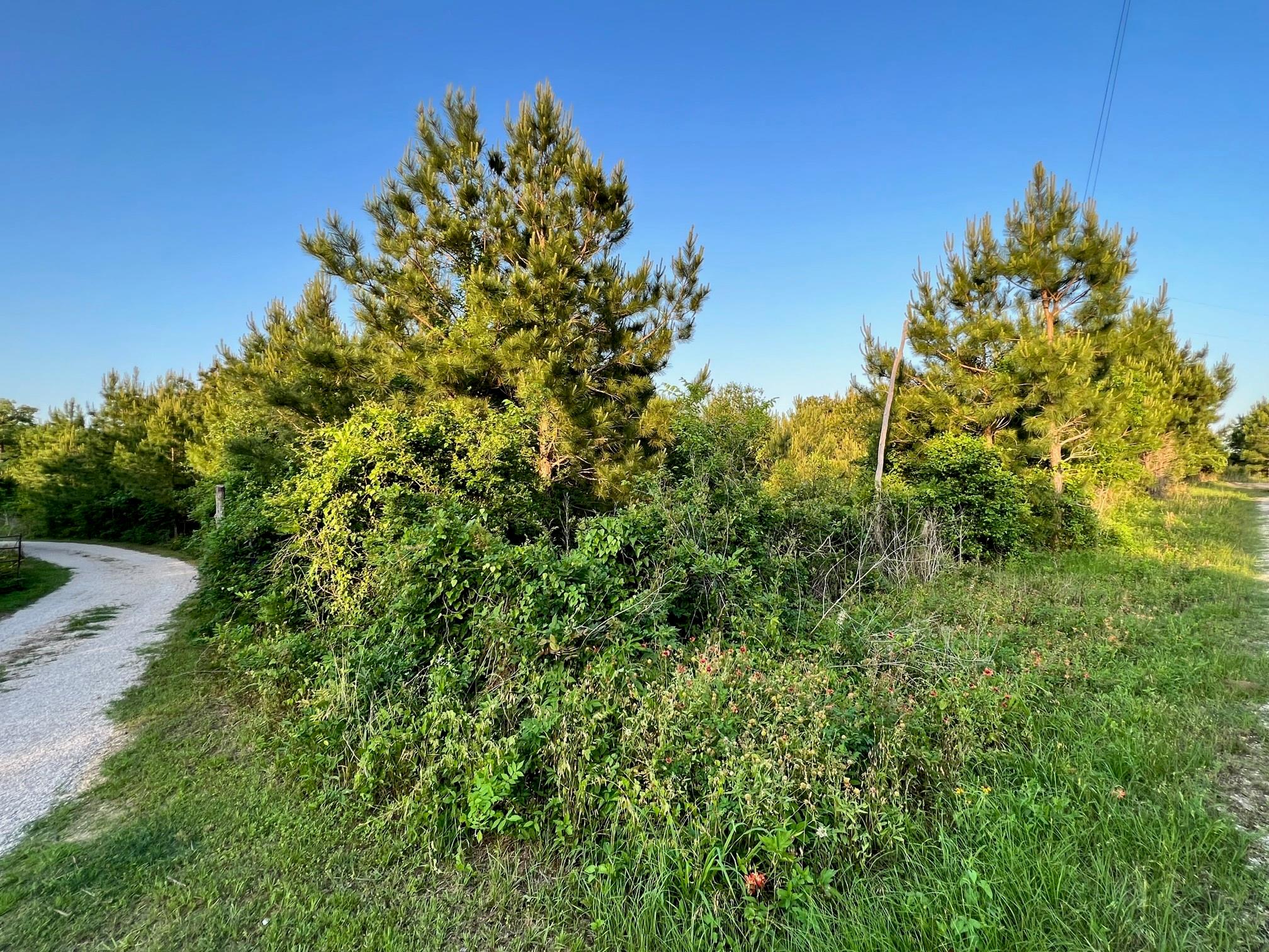 Lot 27 Kinsey Rd, Paige, TX 78659 photo 3