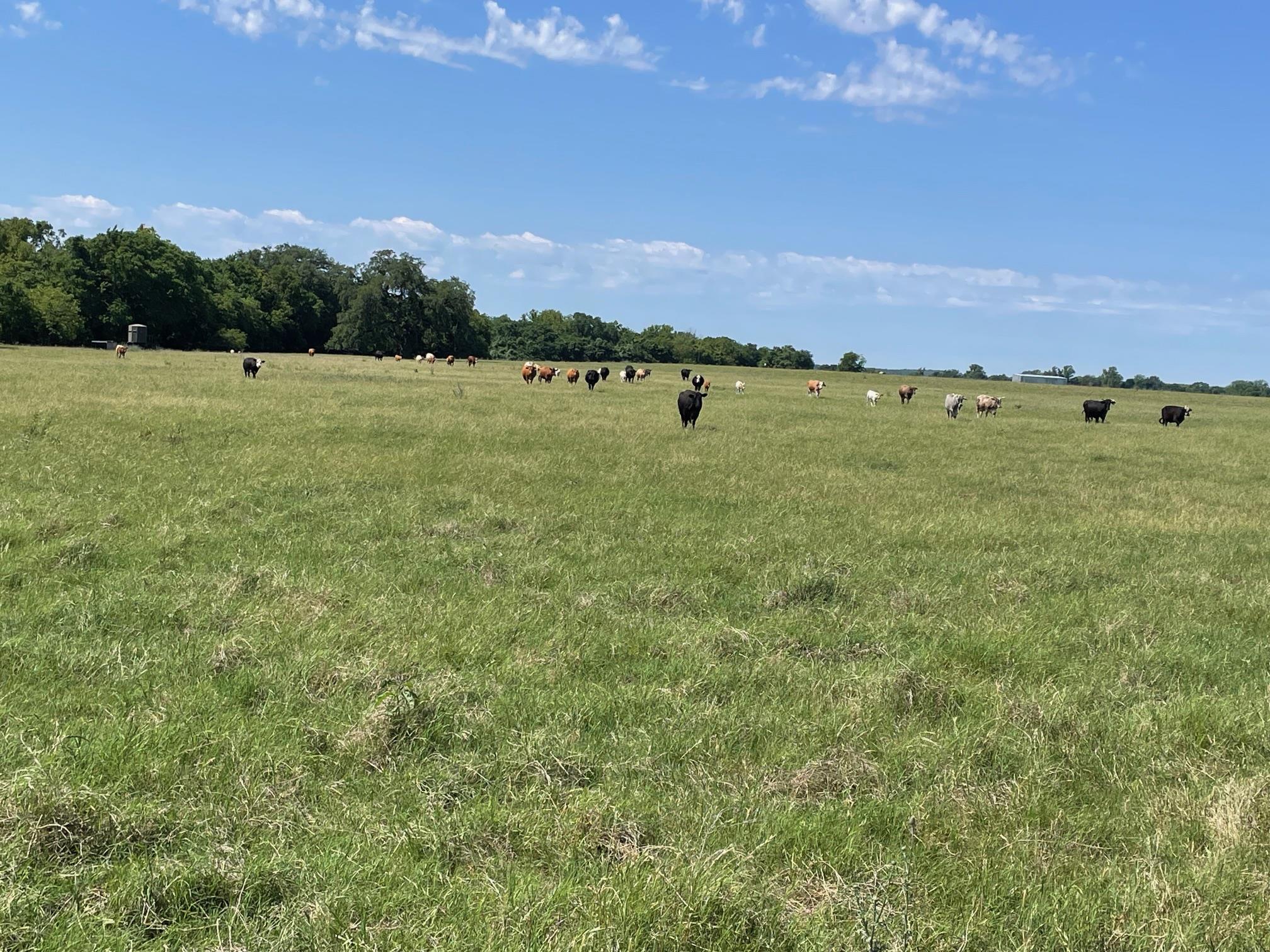 TBD 144.45 acres, Smithville, TX 78957 photo 5