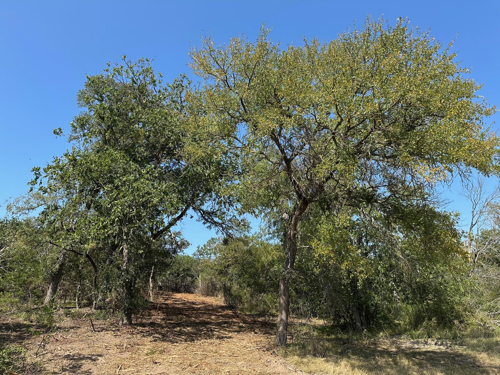 105 Winding River RD, Kempner, TX 76539 photo 4