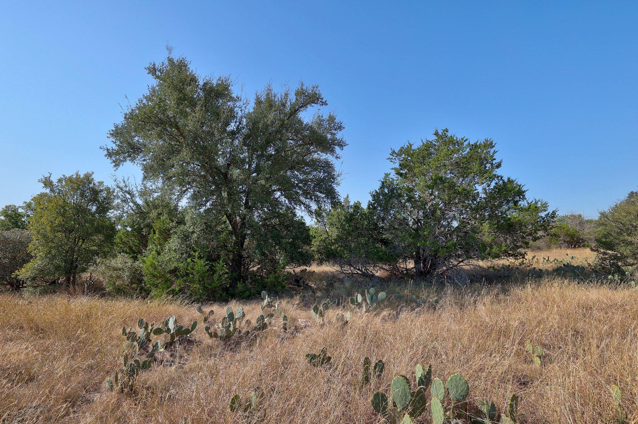123 Appaloosa CV, Jarrell, TX 76537 photo 4