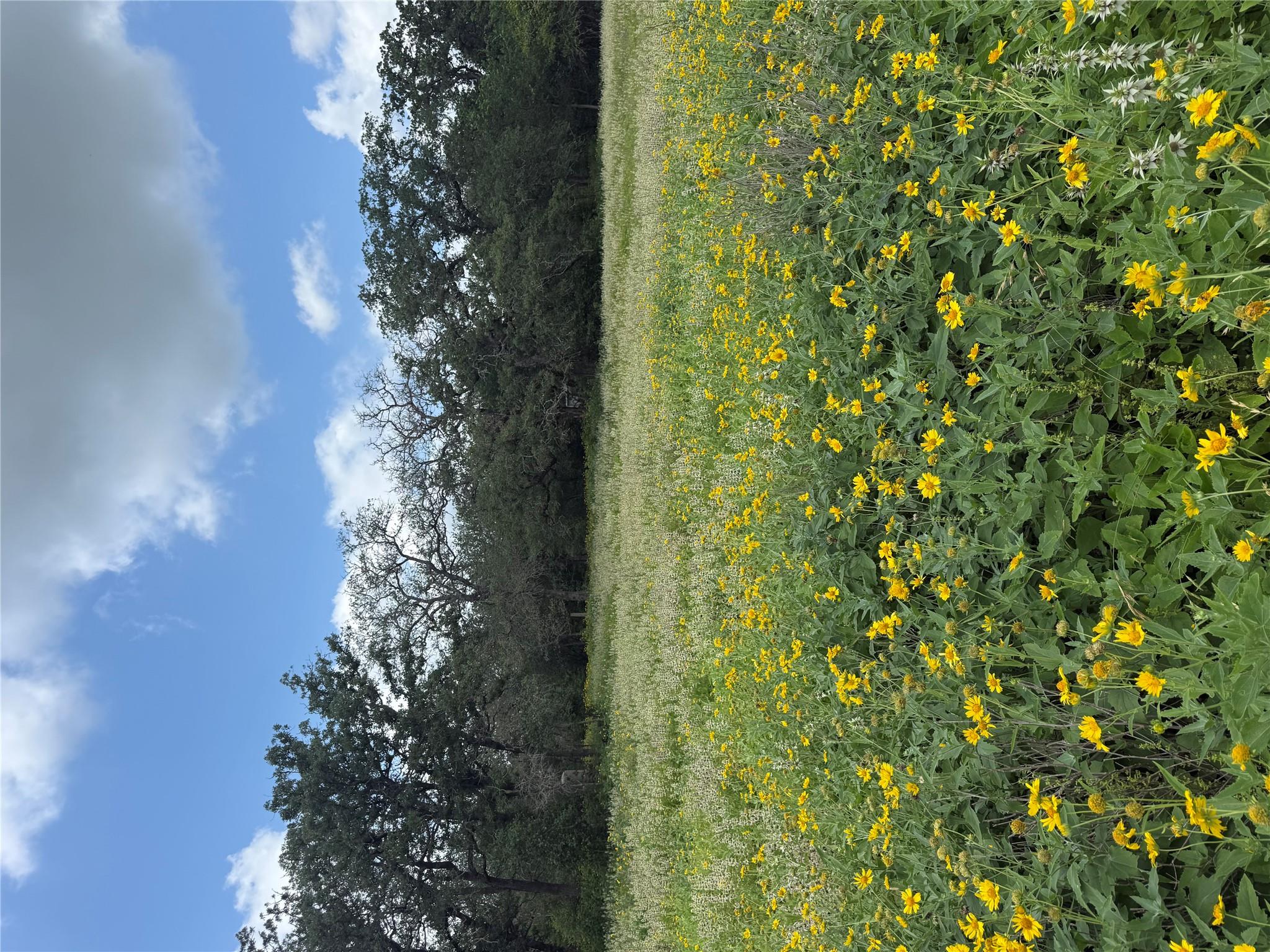 2135 Mule Creek RD, Harwood, TX 78632 photo 4