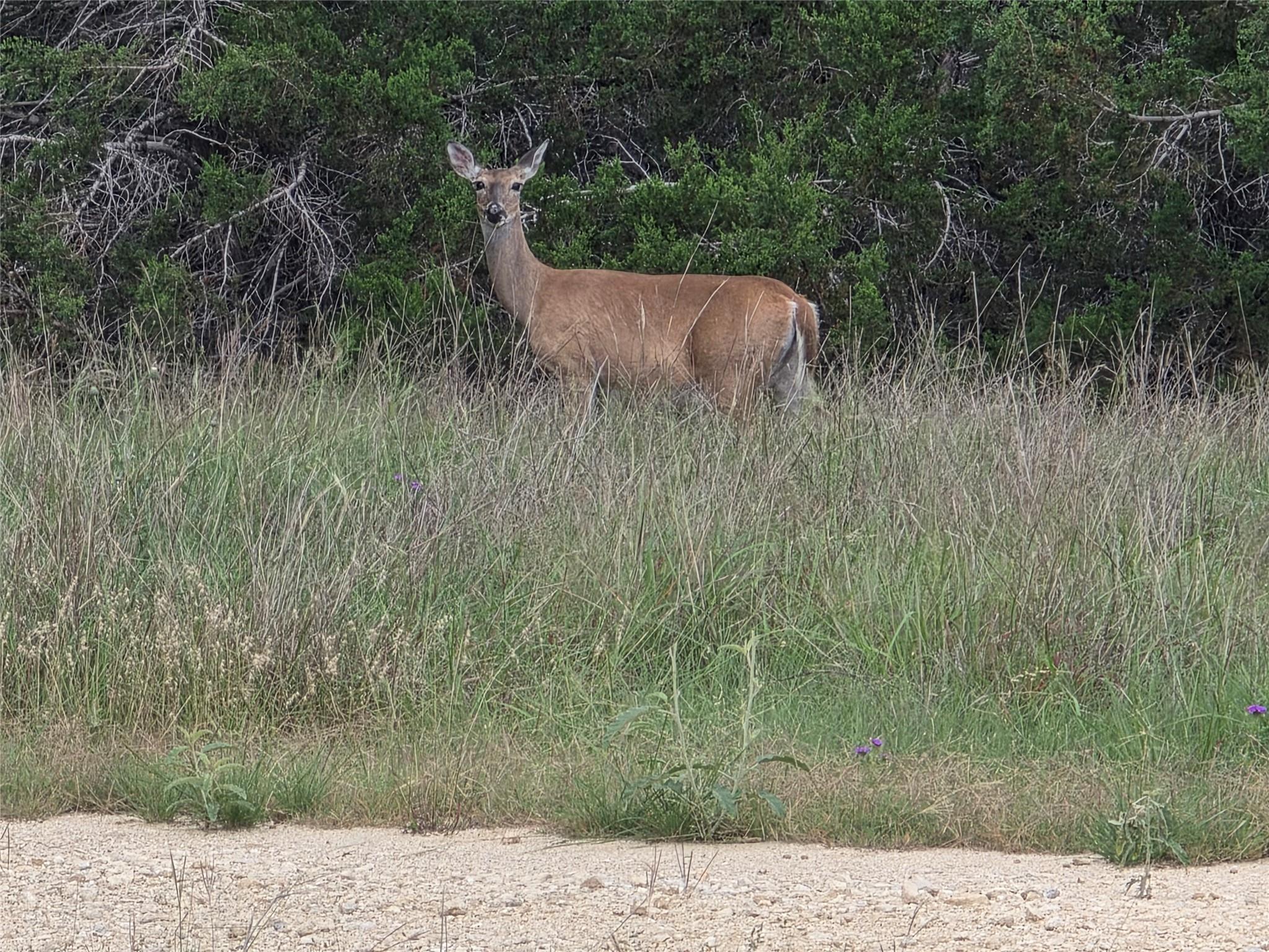 TBD Sycamore Creek DR, Dripping Springs, TX 78620 photo 5
