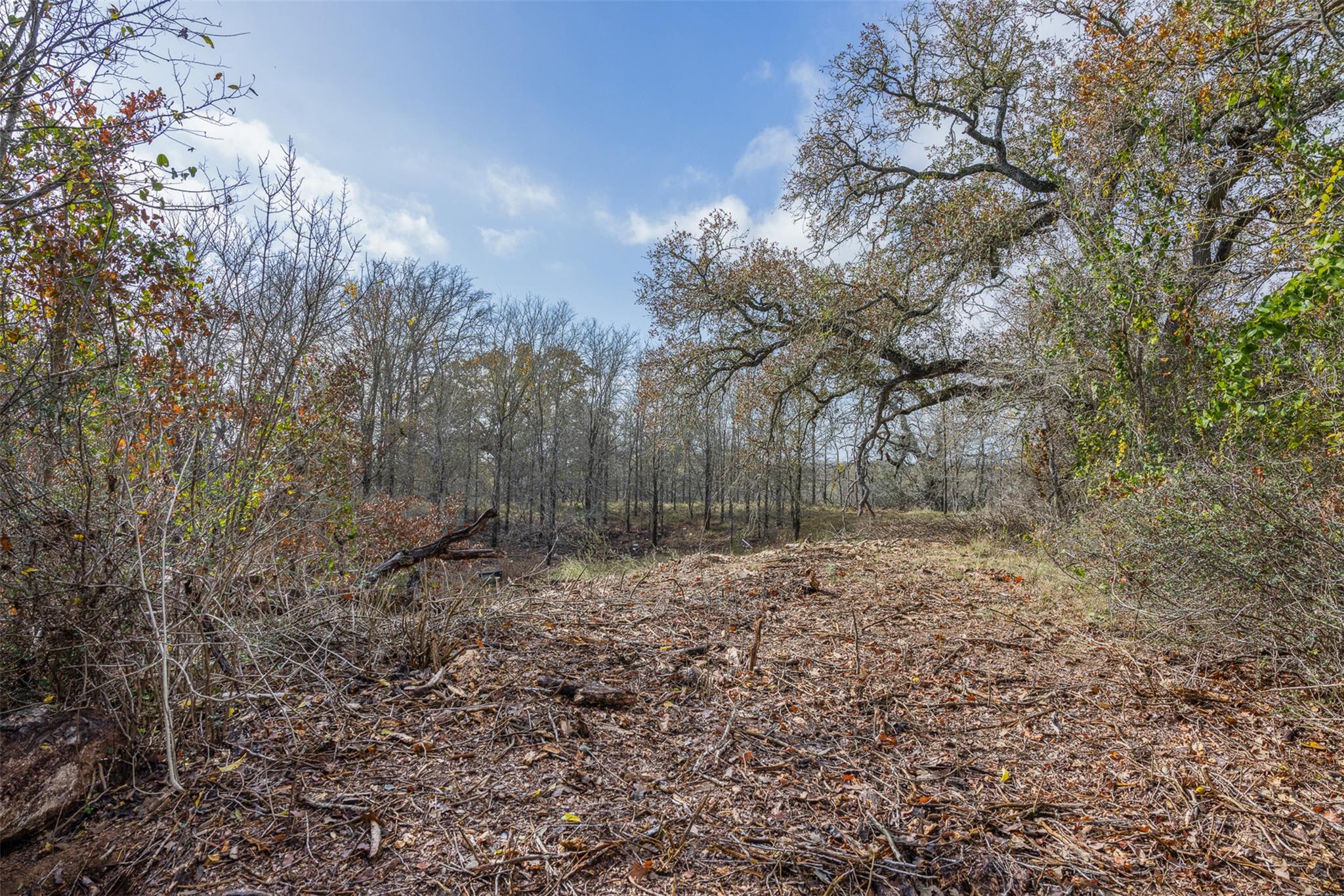 Paso Fino Meadows