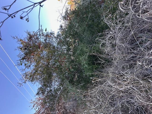0 TBD Kula CT, Bastrop, TX 78602 photo 2