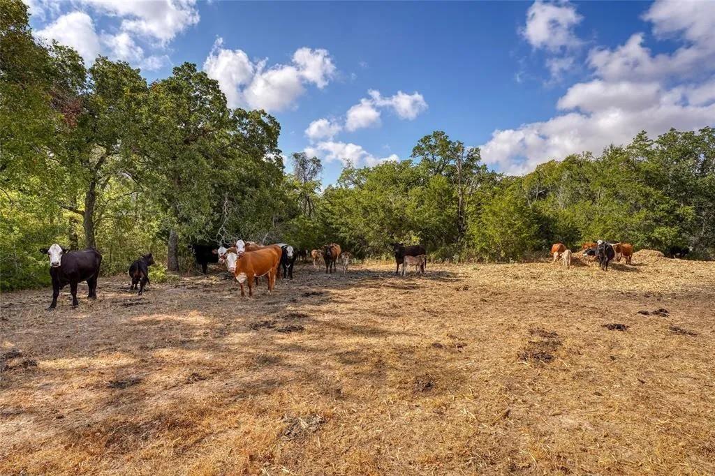 Tract 8 CR 450, Thorndale, TX 76577 photo 4