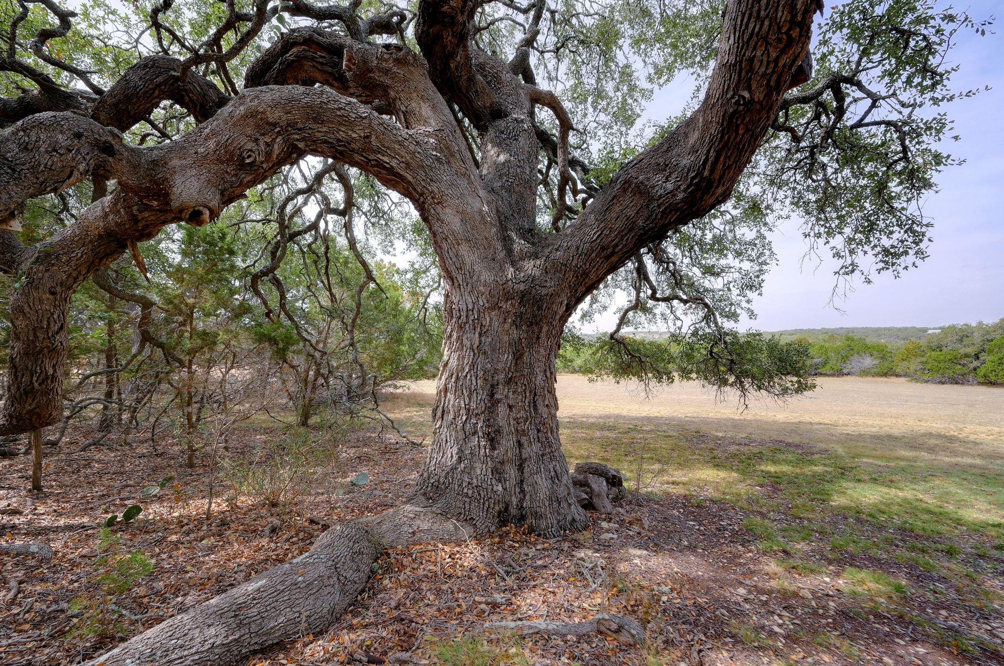 6573 Ranch Road 165, Blanco, TX 78606 photo 4