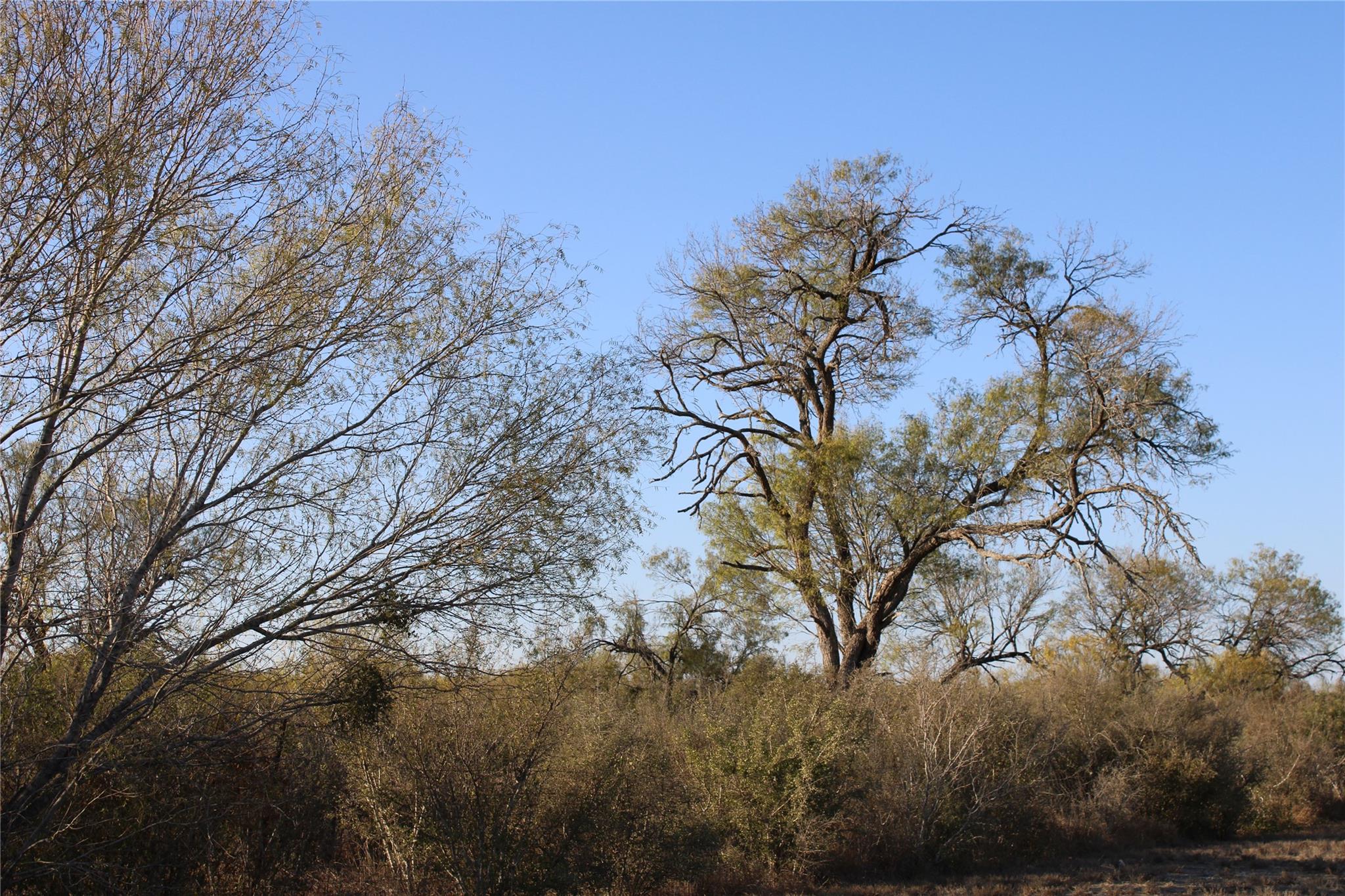 0000 CR 339, Jourdanton, TX 78026 photo 5