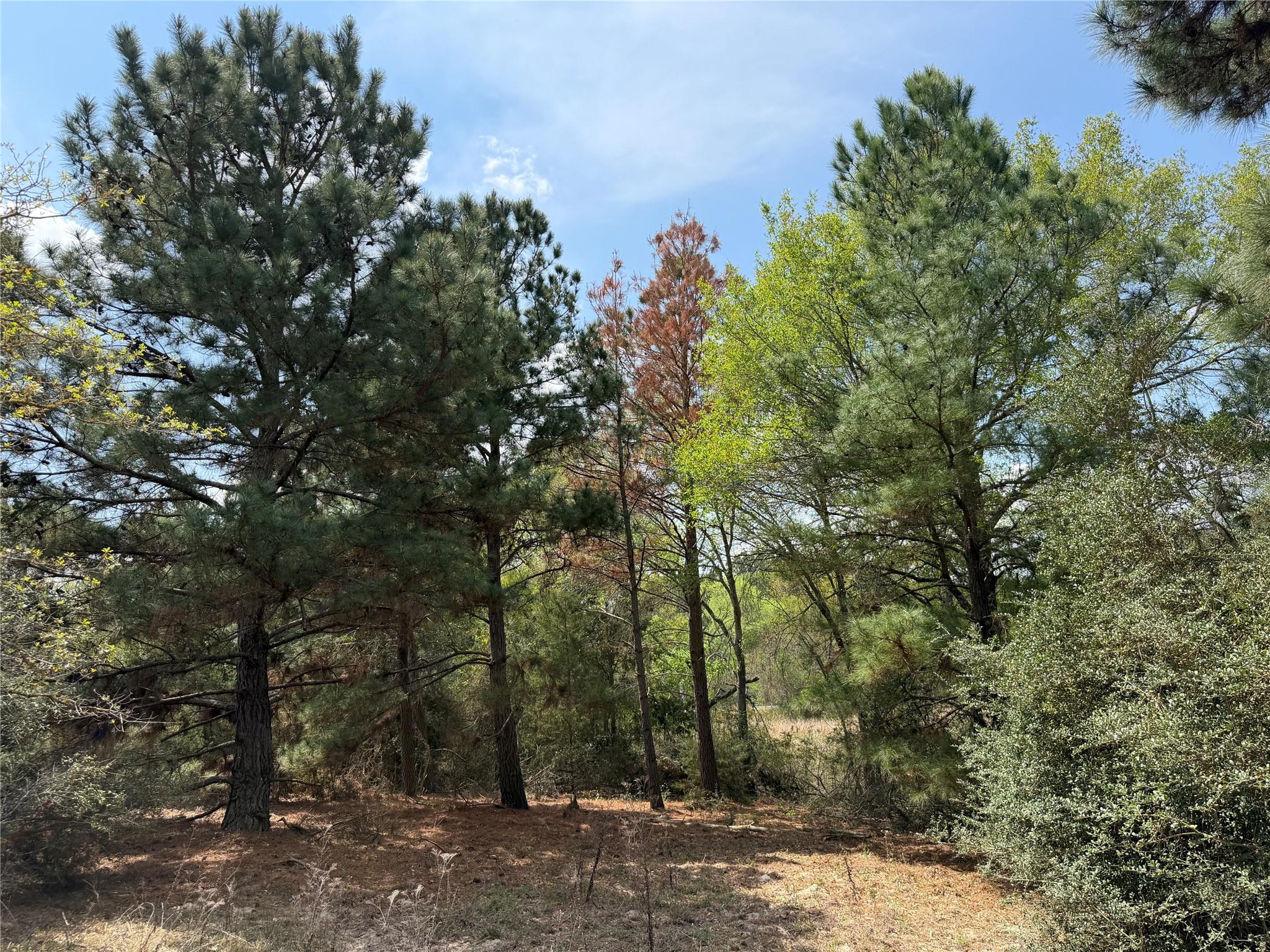 118 Edmonson Ranch RD, McDade, TX 78650 photo 4