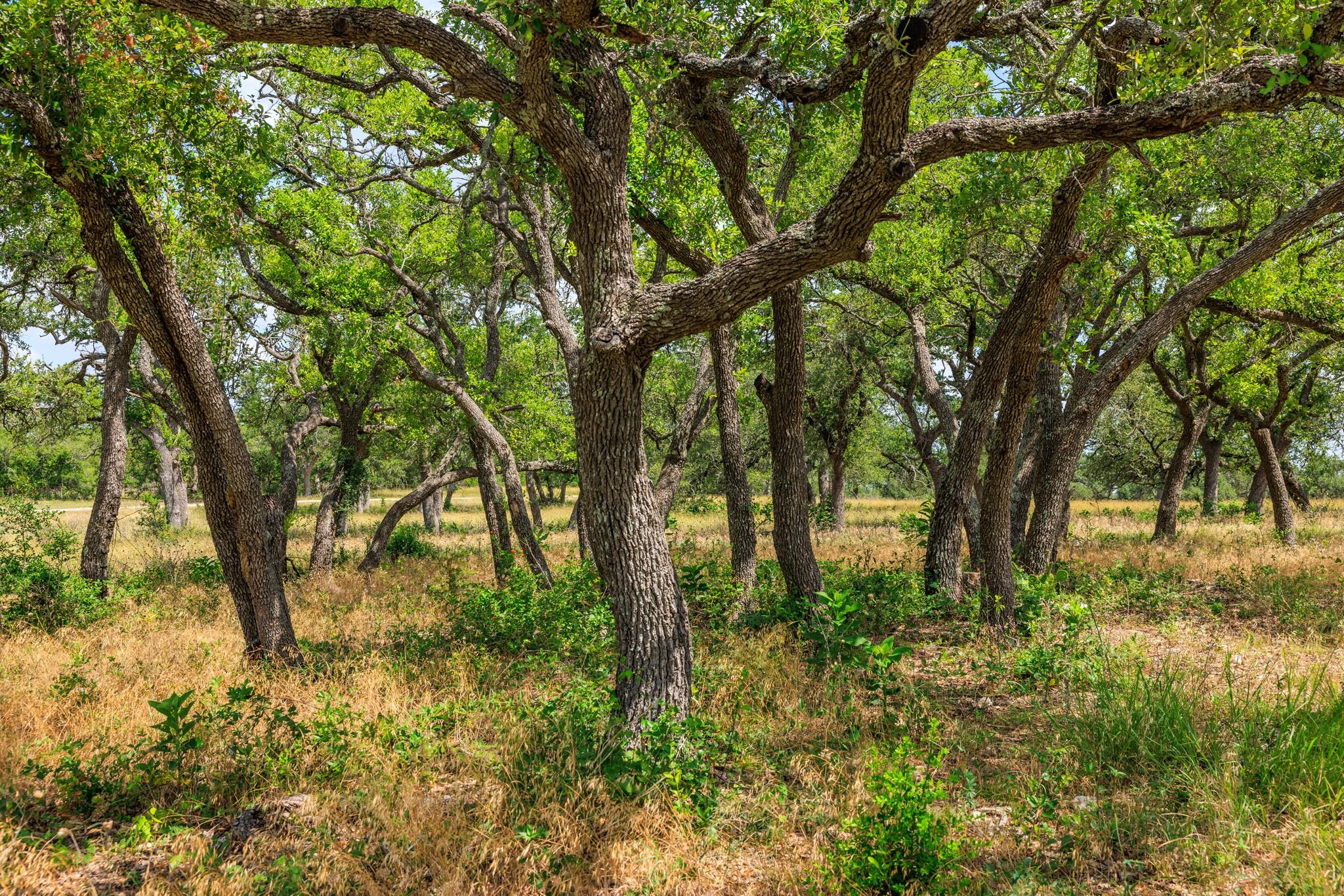 N/A Lone Man Mountain RD, Wimberley, TX 78676 photo 5