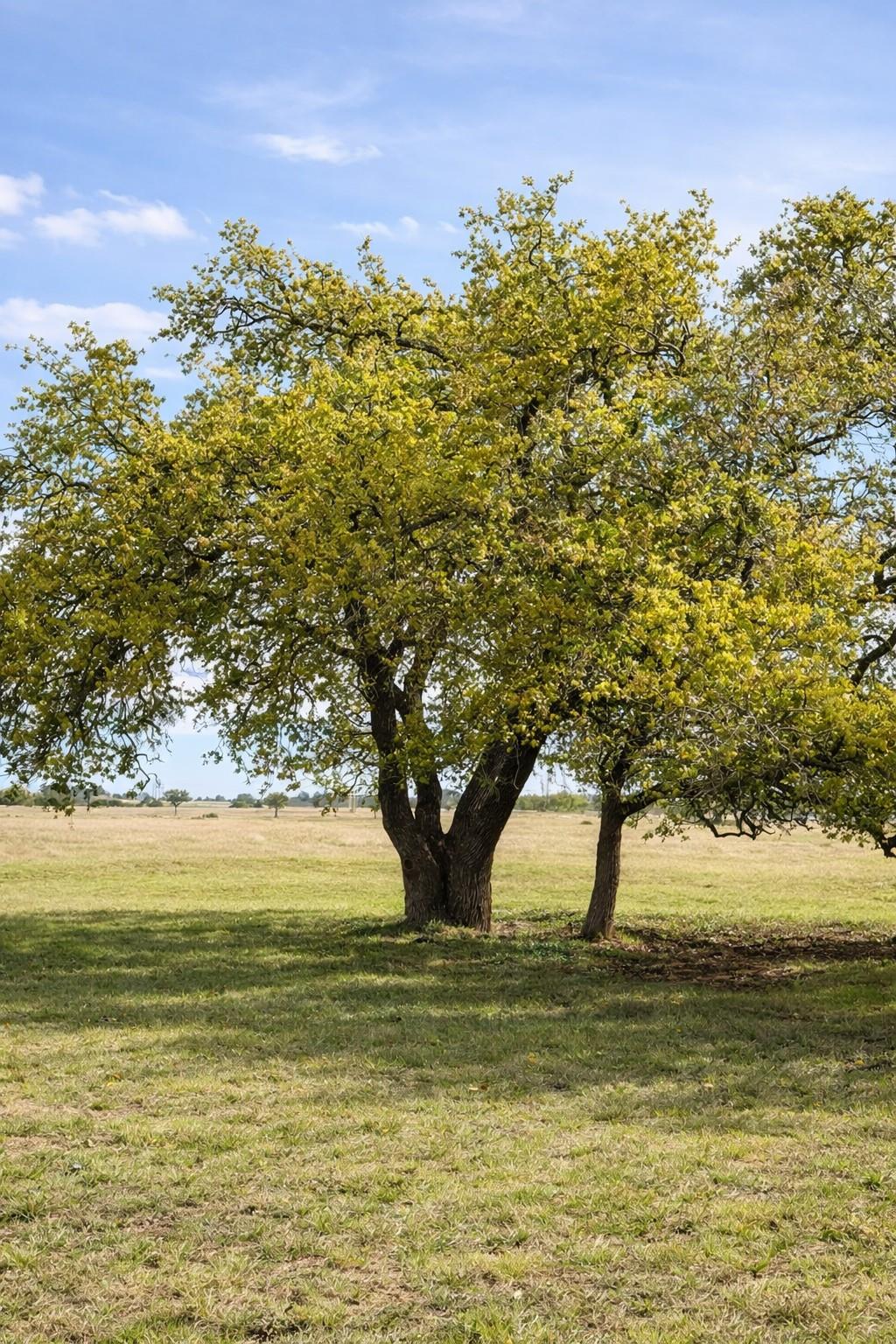 Lot 42 Reeh RD, Fredericksburg, TX 78631 photo 5