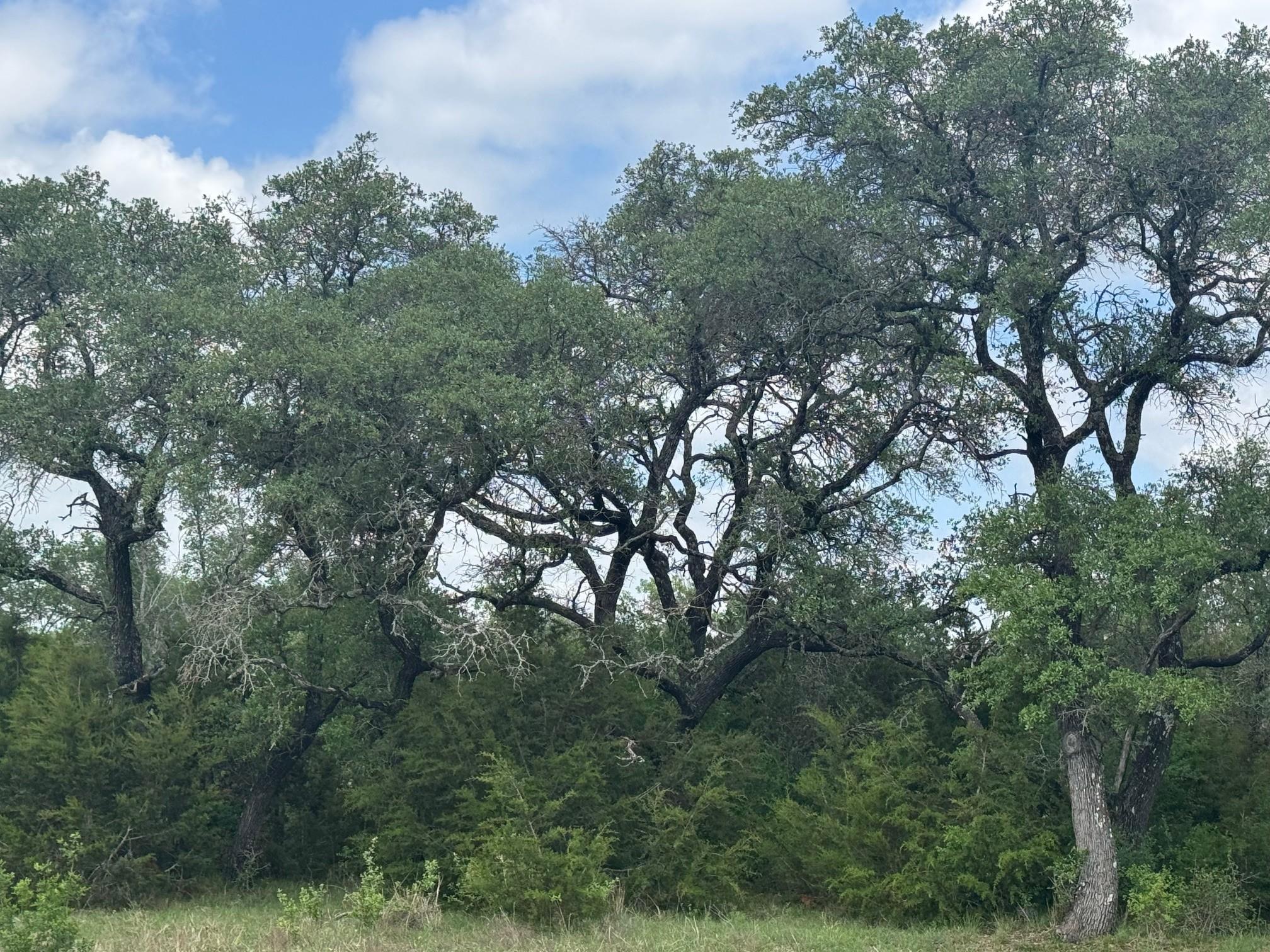 Miller Creek