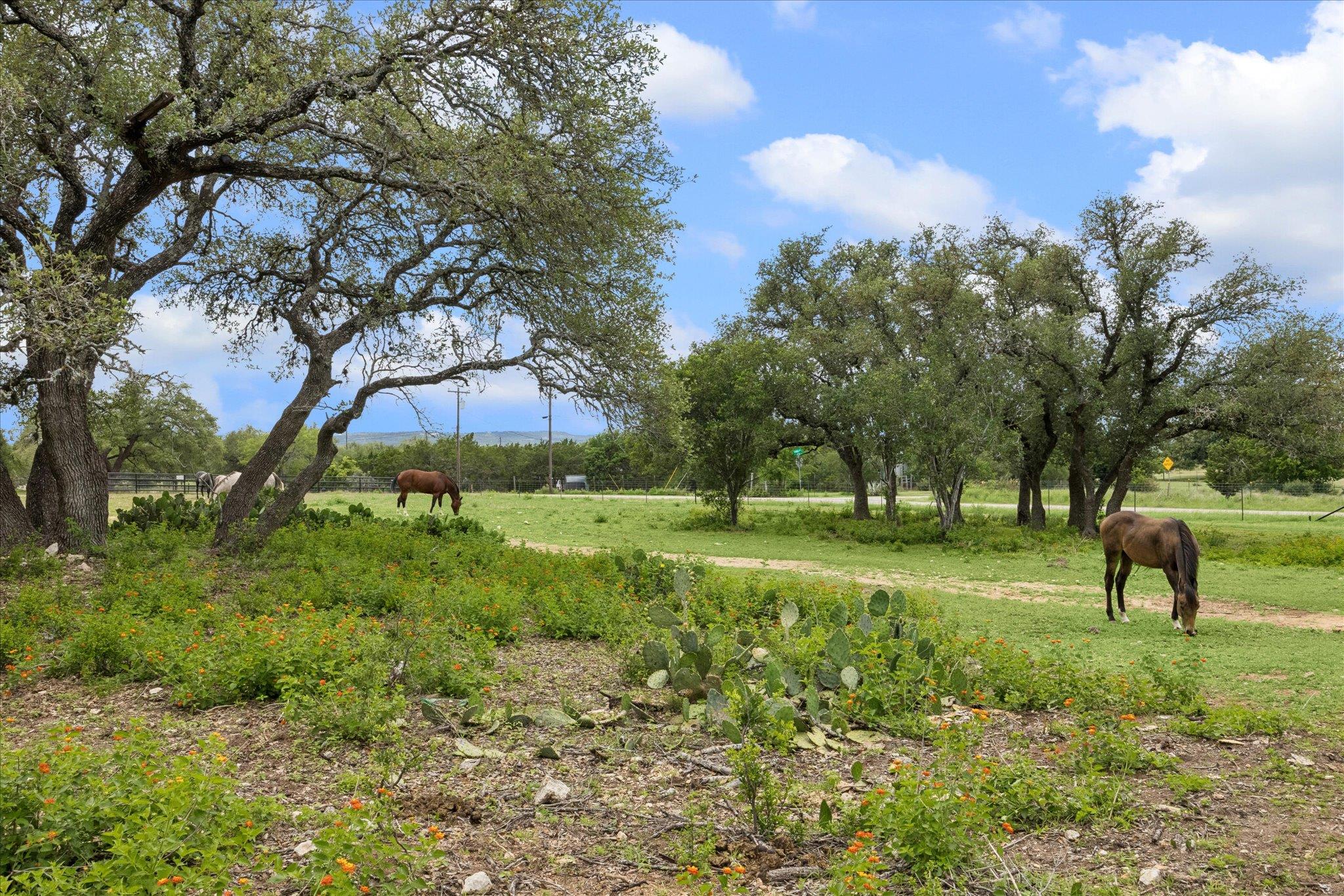 Pedernales Views
