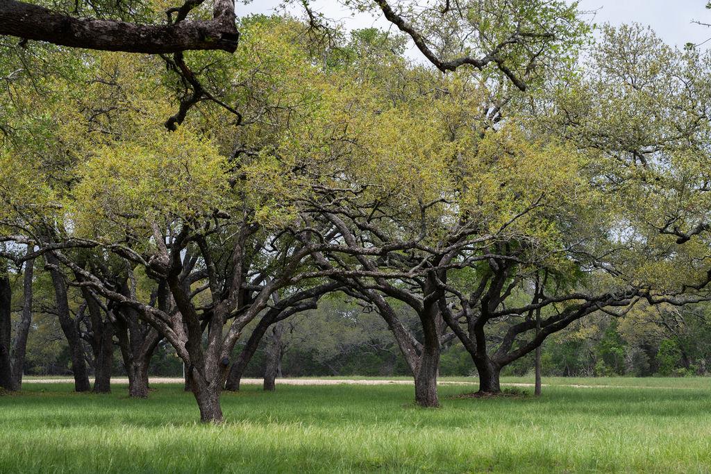 426 Mill RUN, New Braunfels, TX 78132 photo 2