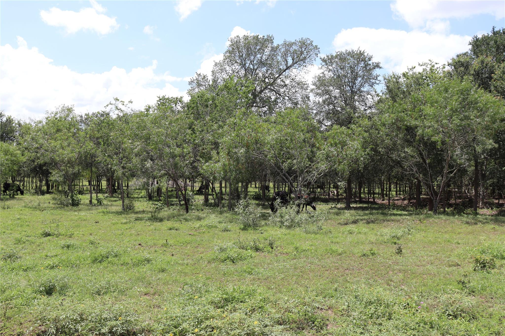 1220 Brushy Branch RD, Lockhart, TX 78644 photo 5