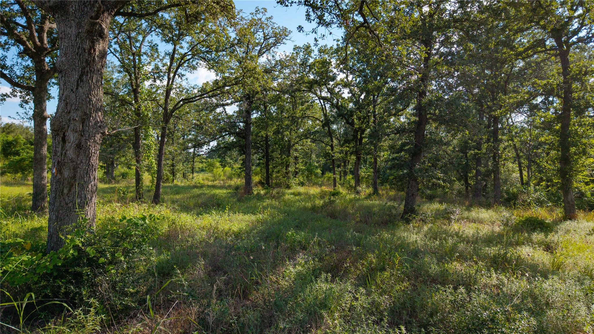 206 Sayers RD, Bastrop, TX 78602 photo 5
