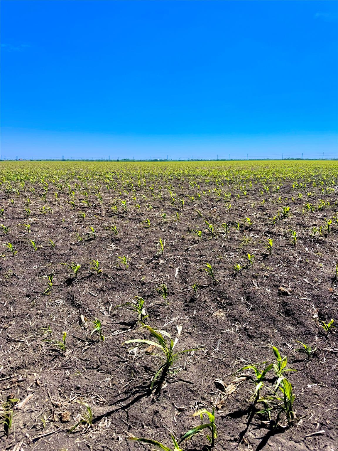 TBD Tract 4 Lund Carlson RD, Coupland, TX 78615 photo 4