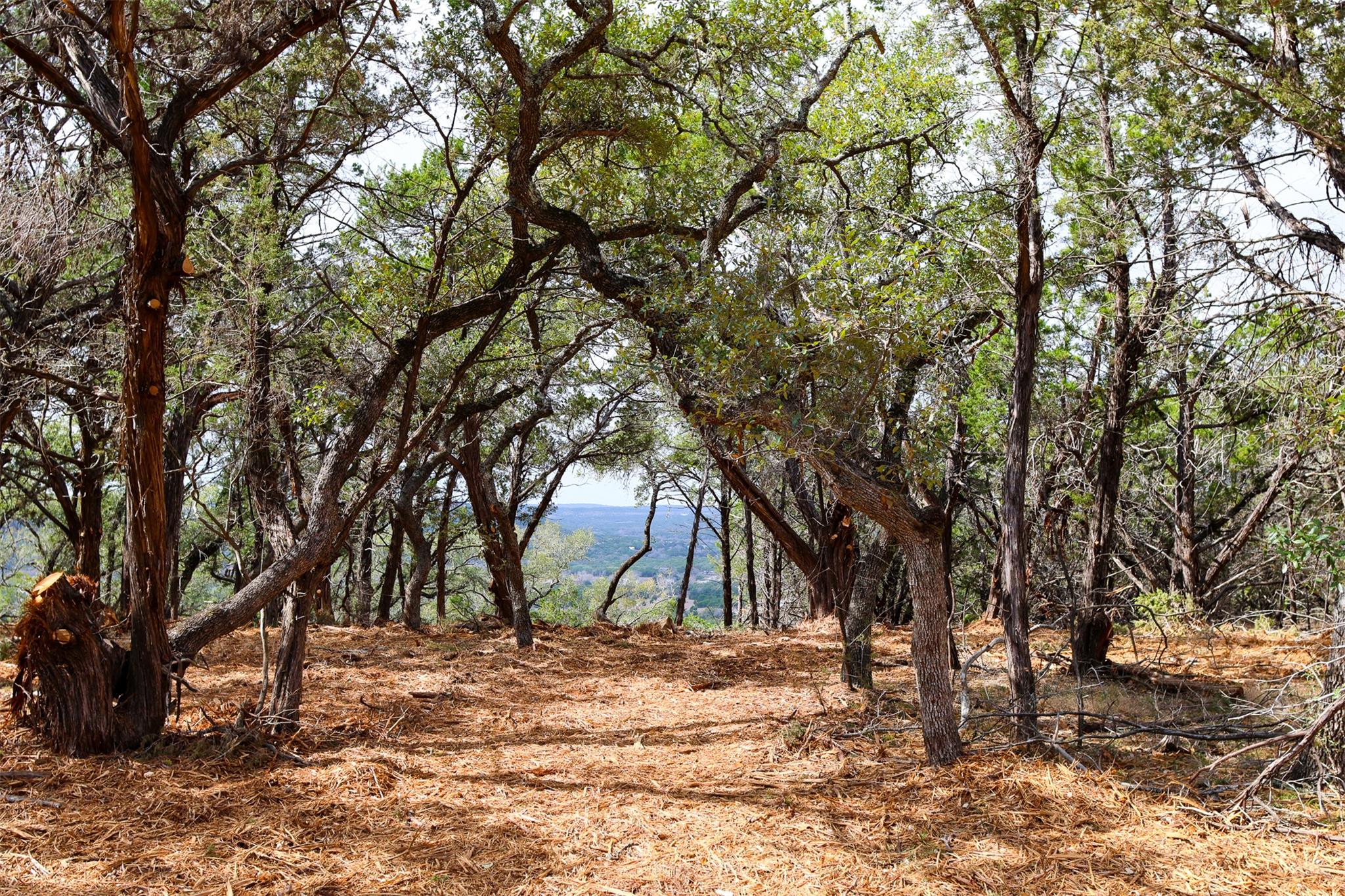 Tract 4 Buttercup LN, Wimberley, TX 78676 photo 4