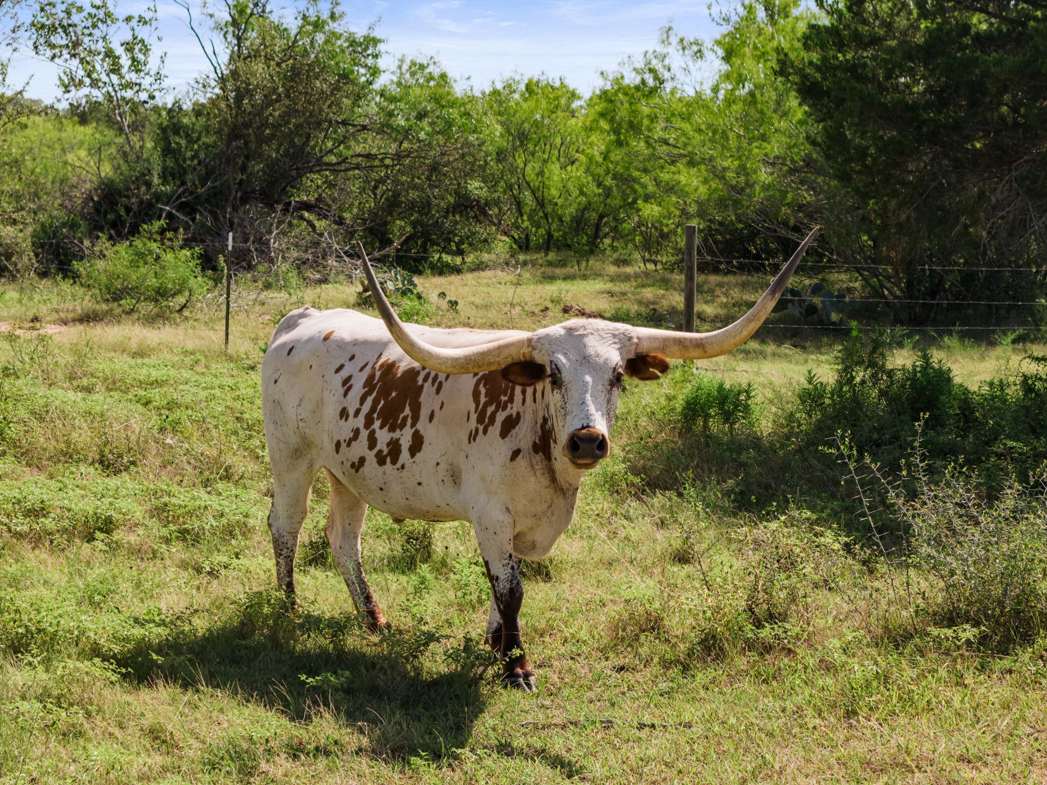 625 Callihan RD, Luling, TX 78648 photo 5