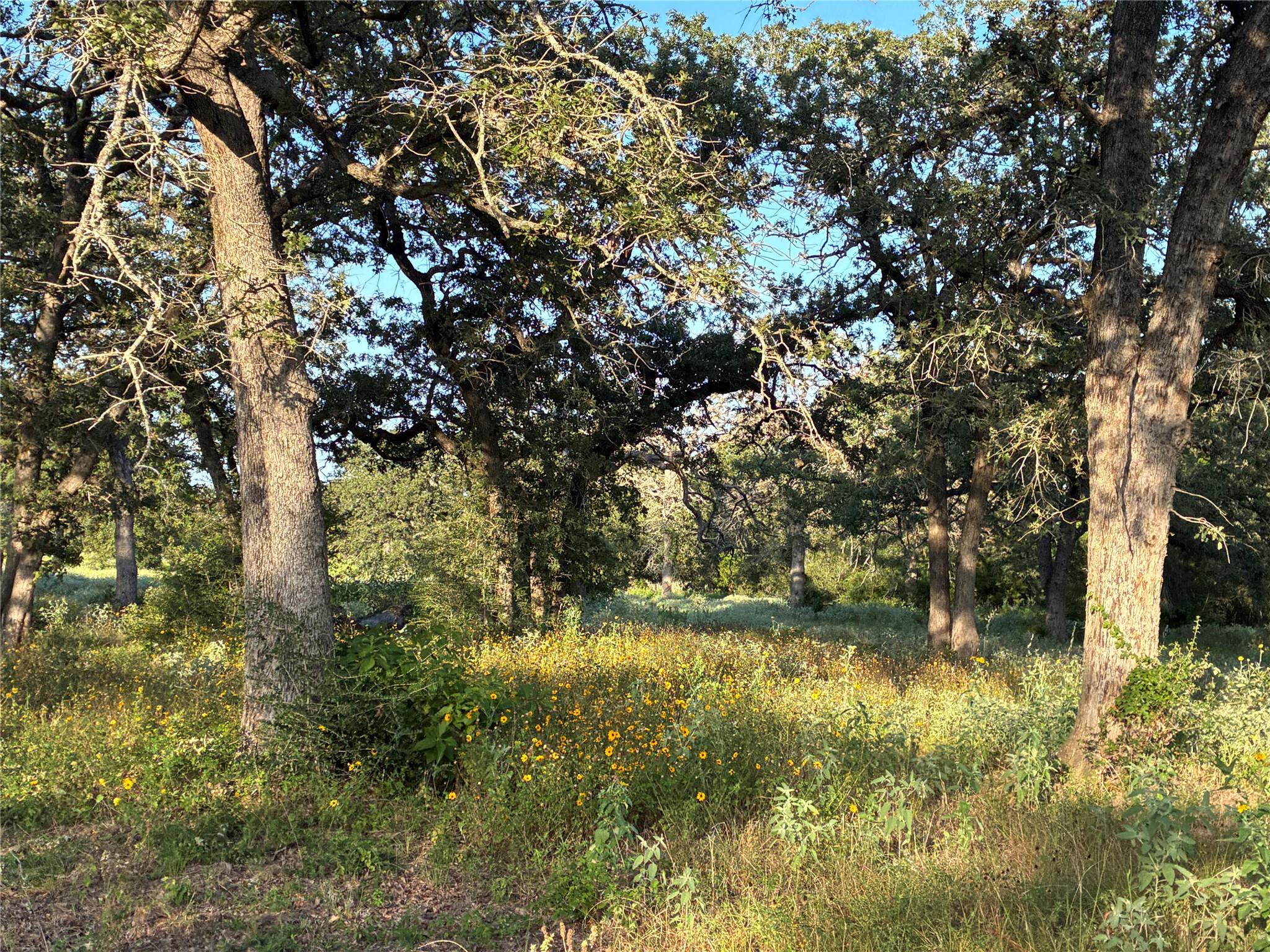 2933 County Road 457, Thorndale, TX 76577 photo 3
