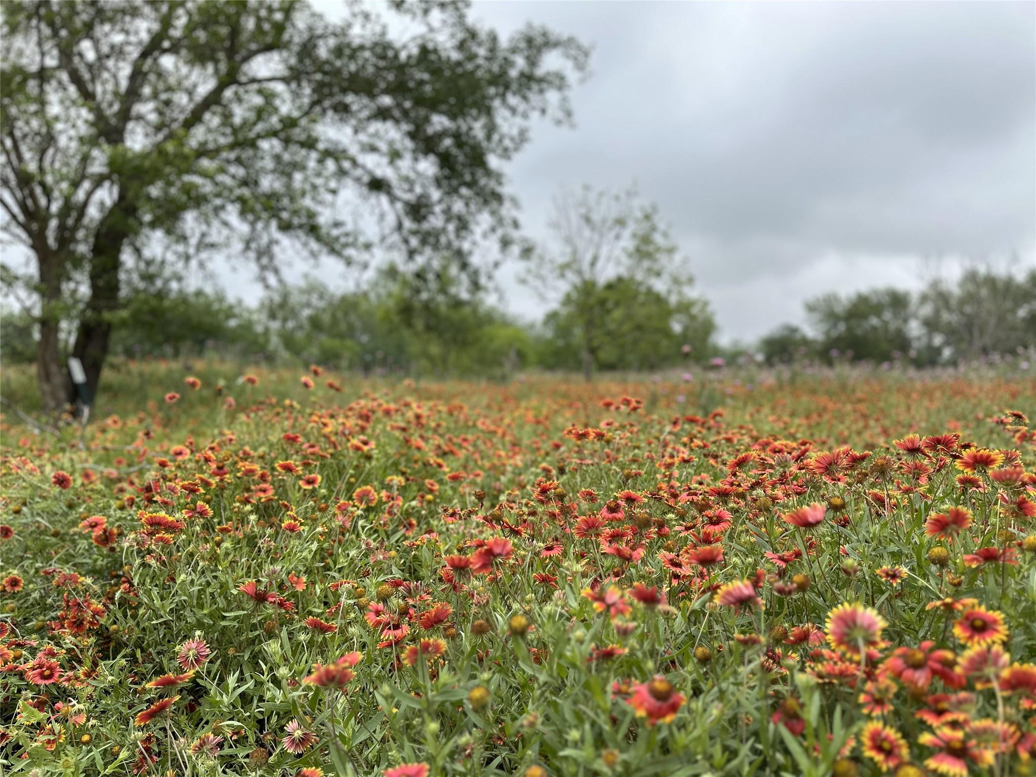 379 Vintners WAY, Fredericksburg, TX 78624 photo 3