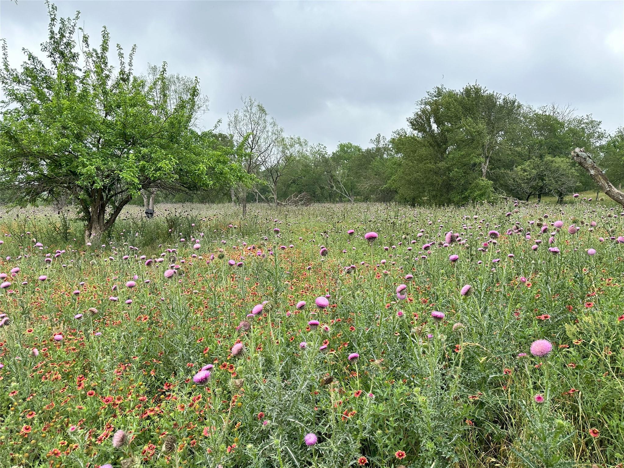 379 Vintners WAY, Fredericksburg, TX 78624 photo 4