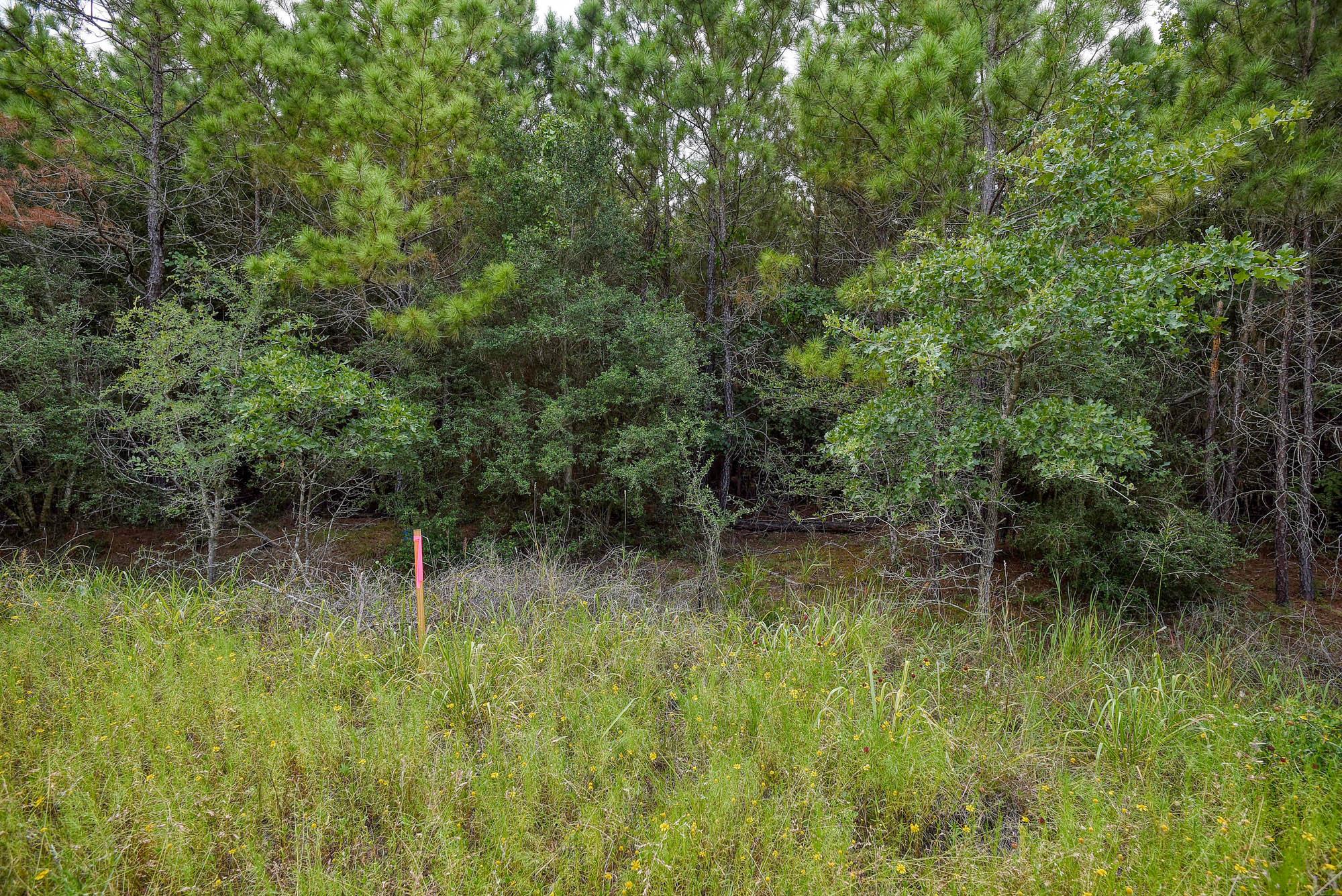 TBD Kipahulu DR #2, Bastrop, TX 78602 photo 3