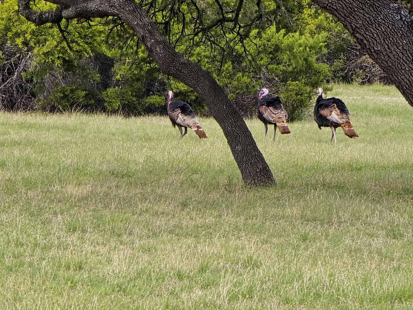 736 CR 206, Lampasas, TX 76550 photo 4