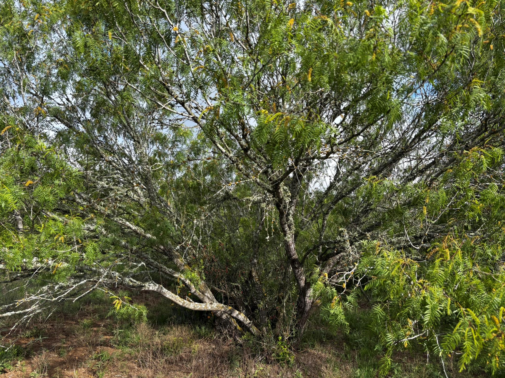805 County Road 467, Thrall, TX 76578 photo 4
