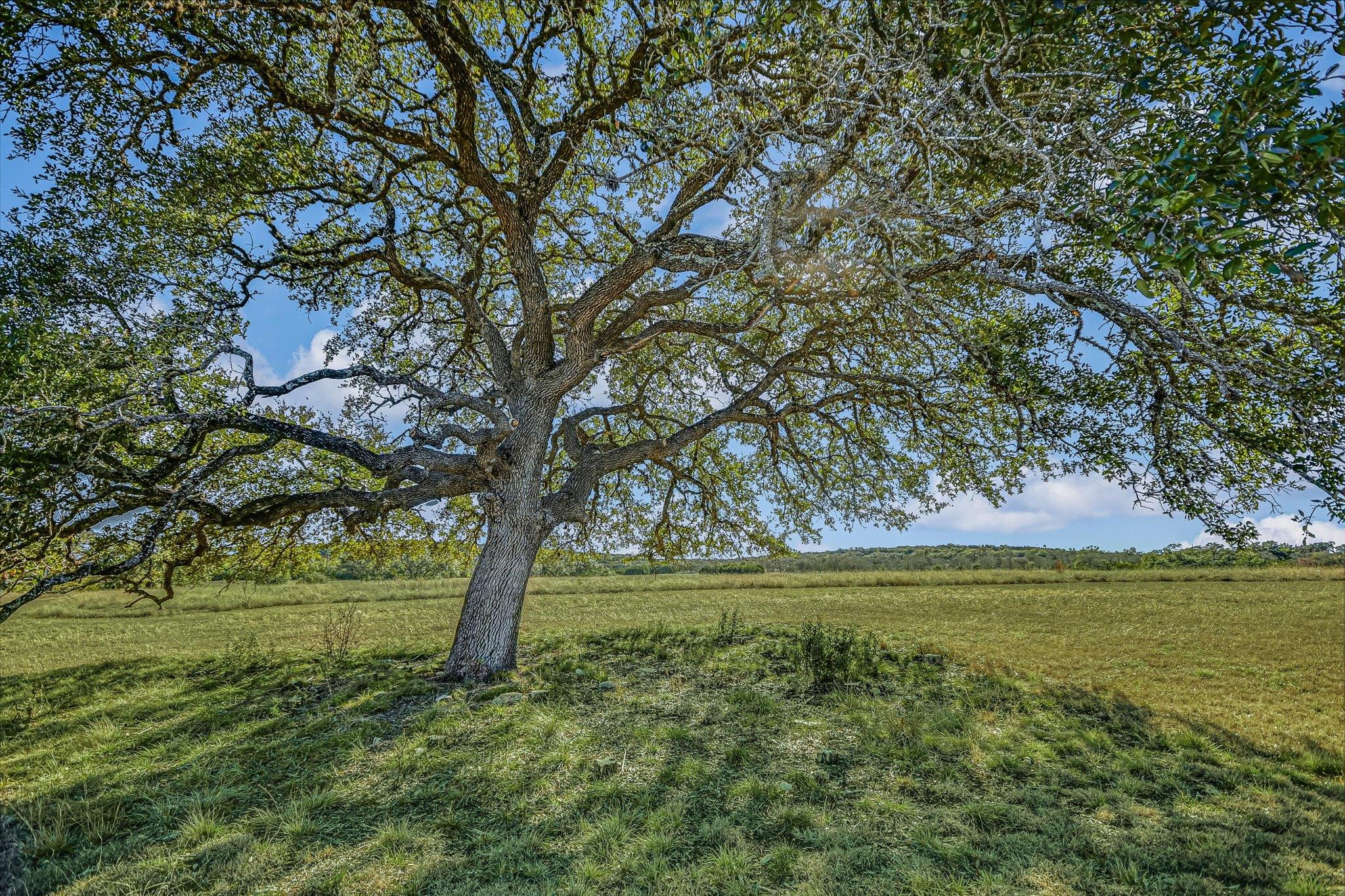 4698 FISCHER STORE RD, Wimberley, TX 78676 photo 3