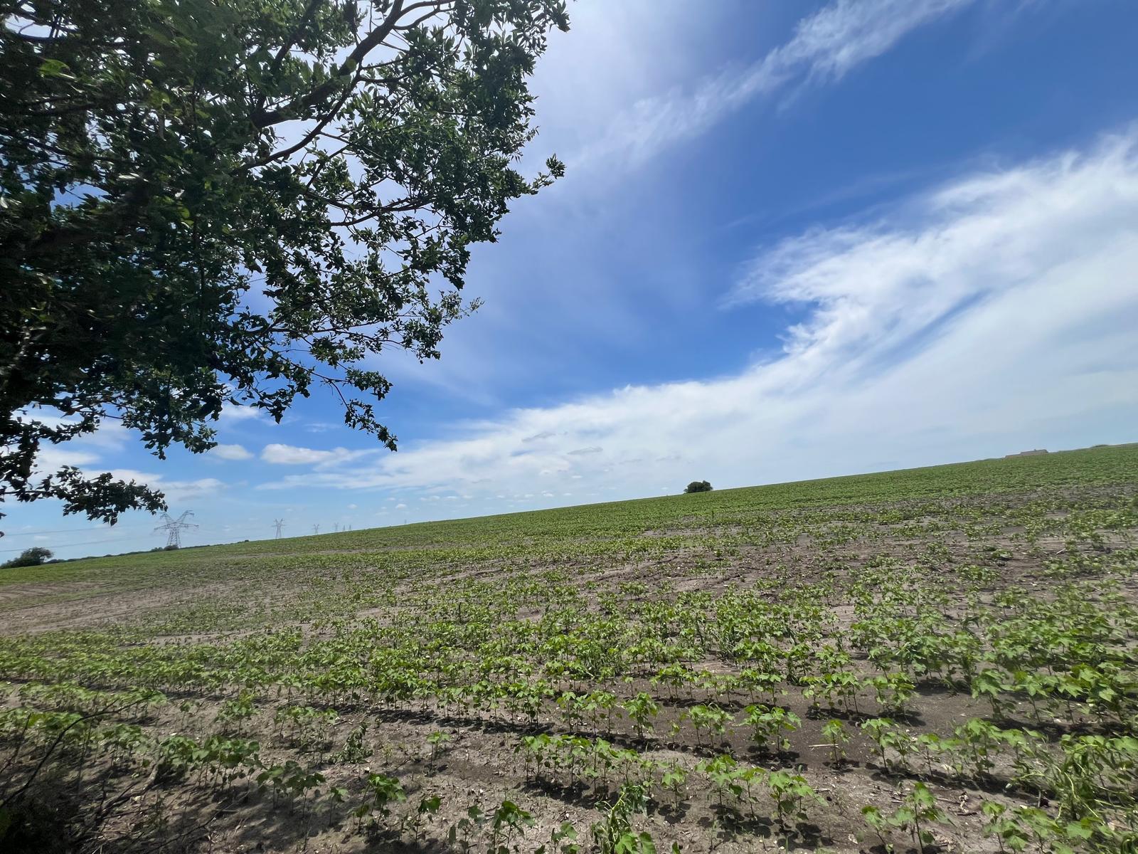 65.47 acres CR 327 RD, Granger, TX 76530 photo 2