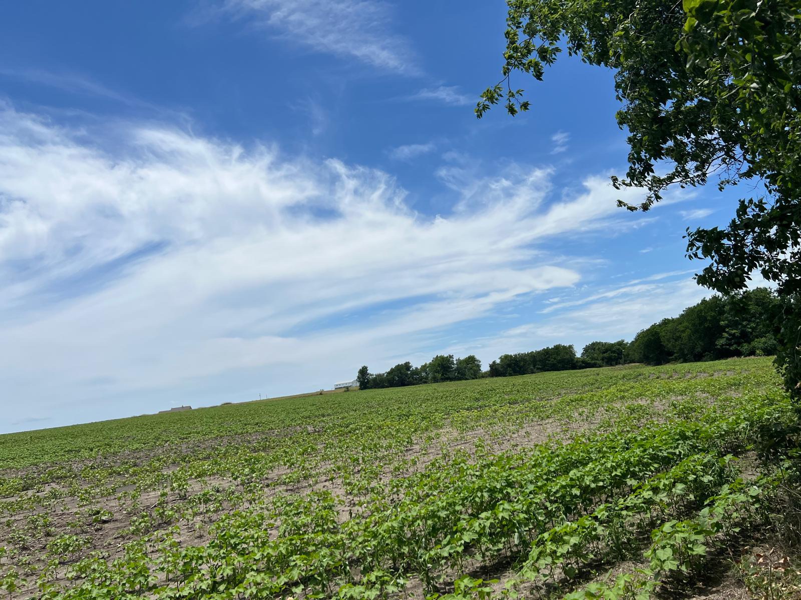 65.47 acres CR 327 RD, Granger, TX 76530 photo 3