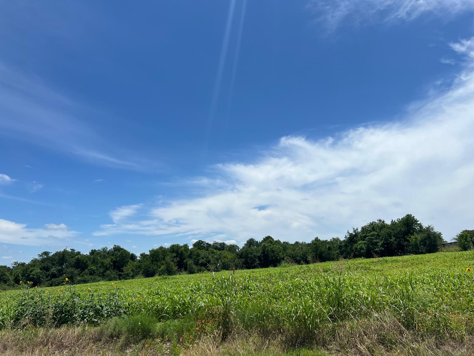 65.47 acres CR 327 RD, Granger, TX 76530 photo 4