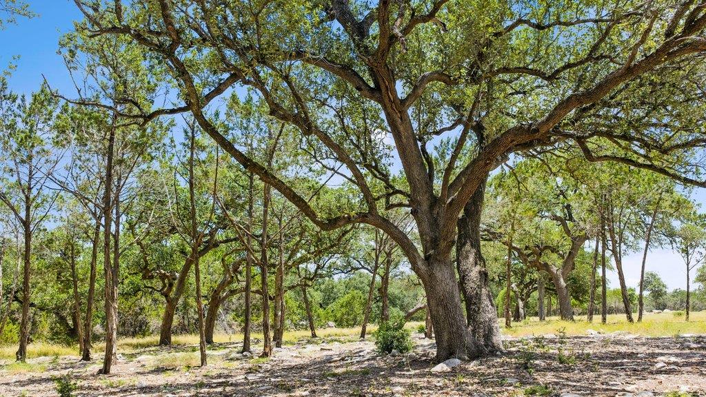 Tract 5 Cypress Cove RD, Spring Branch, TX 78070 photo 5