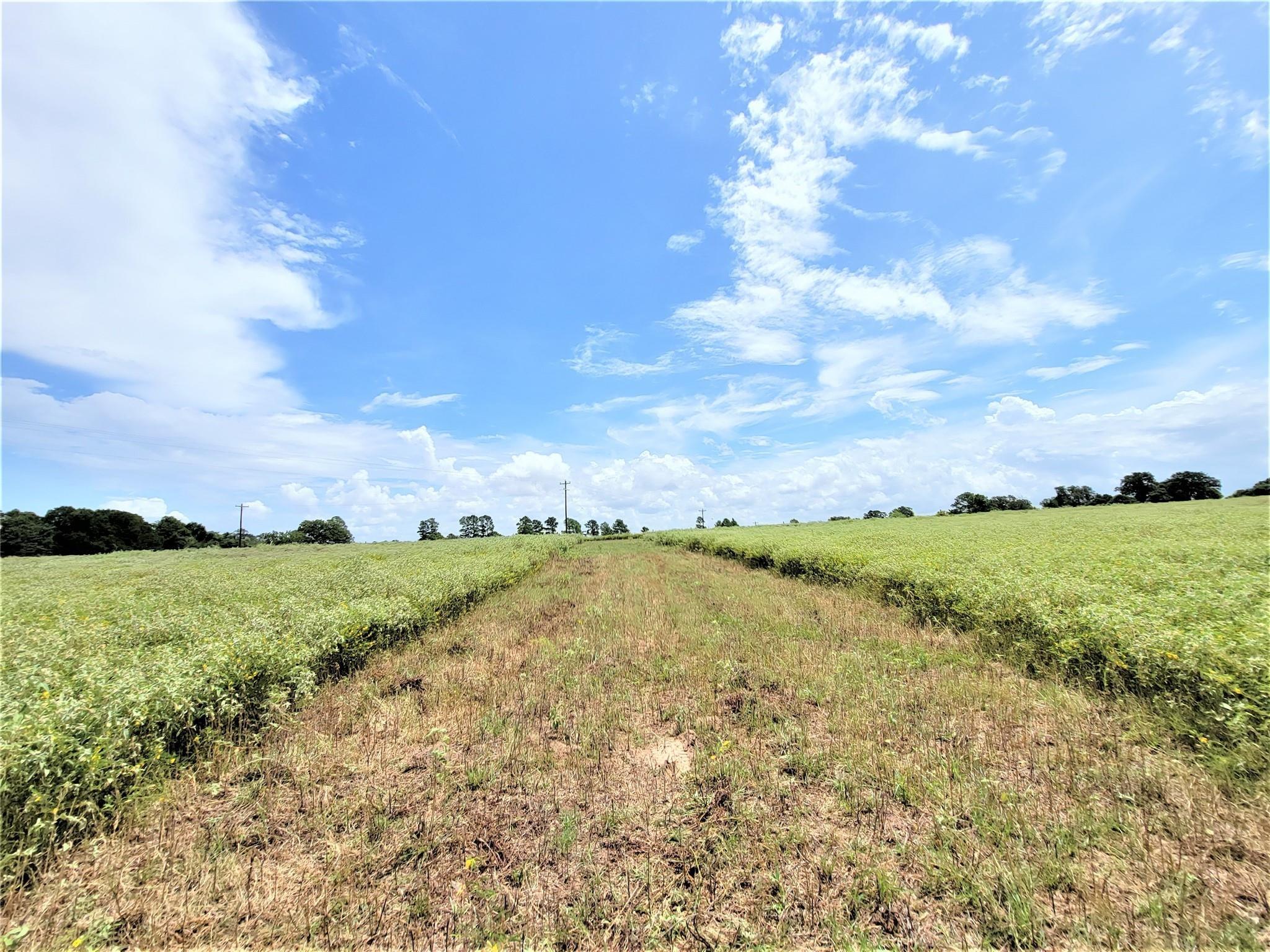 1450 Cattlemens Row #Tract 3, Lockhart, TX 78644 photo 4
