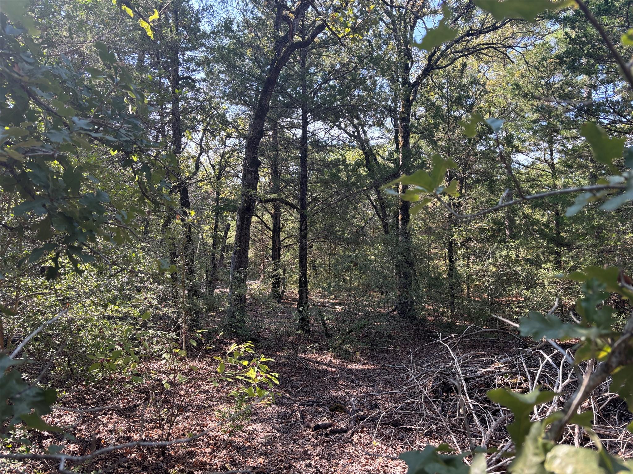 667 Paint Creek South RD, Paige, TX 78659 photo 3