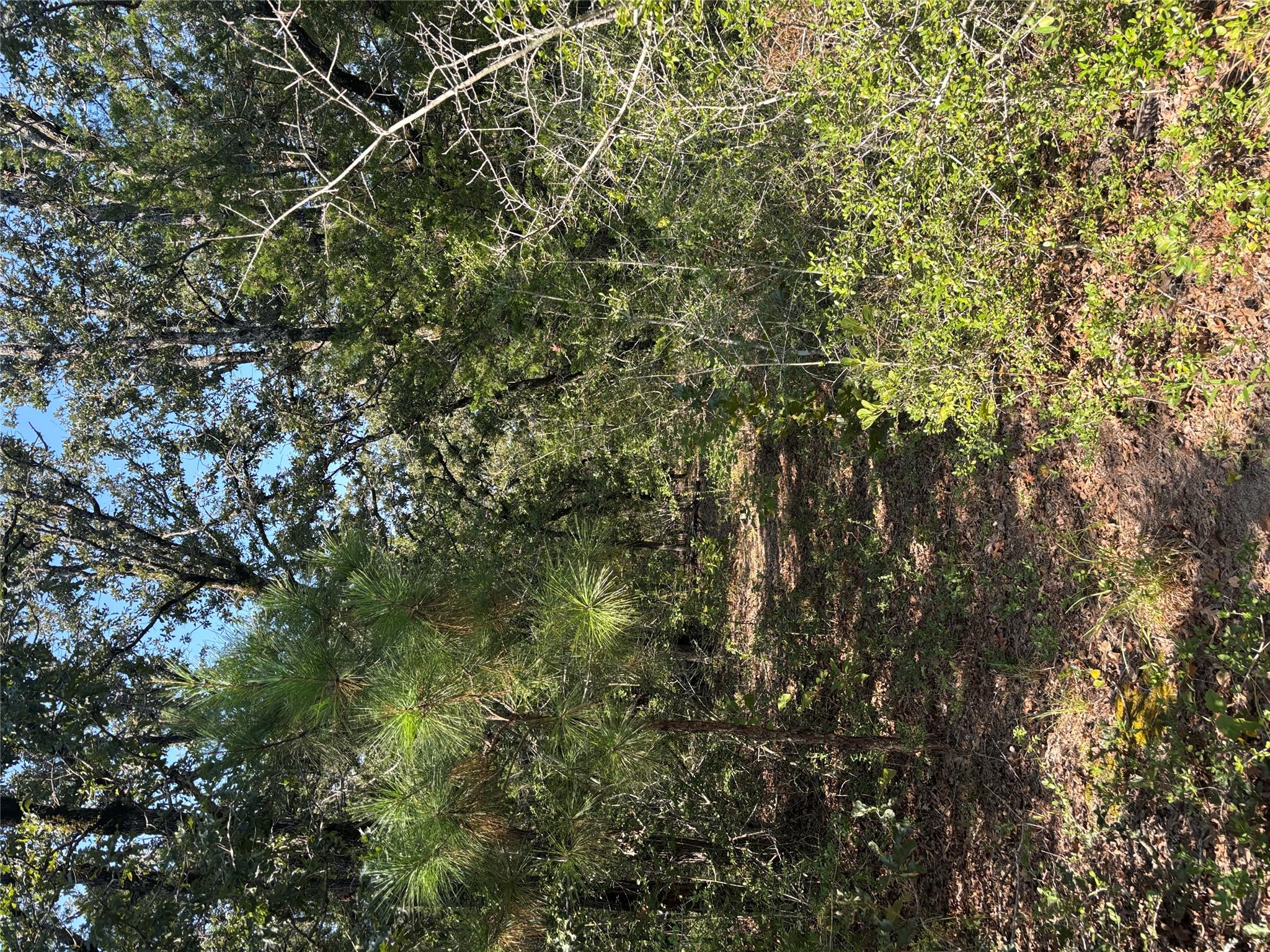 667 Paint Creek South RD, Paige, TX 78659 photo 4