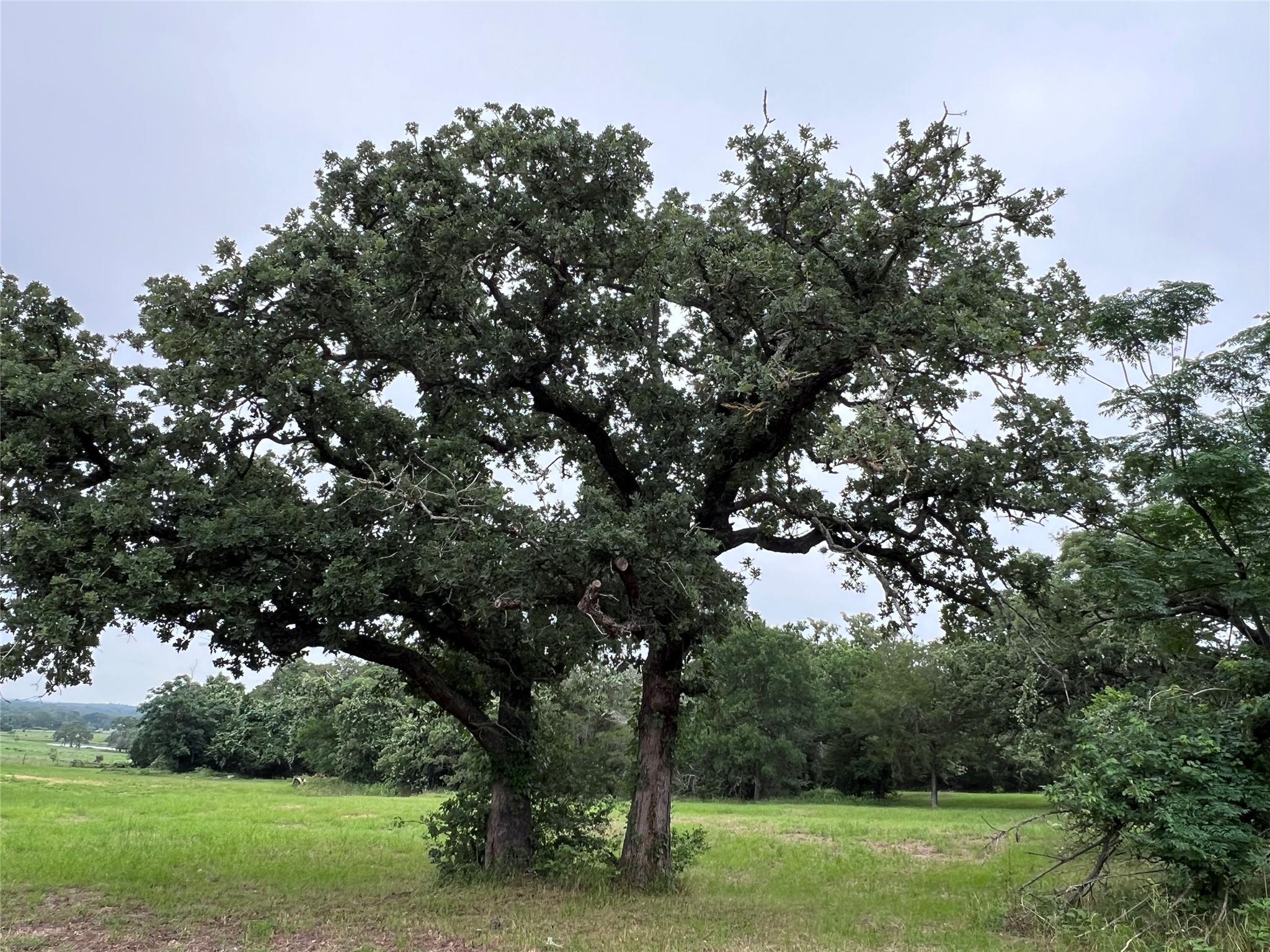 00 Rosanky Cattle Company RD, Rosanky, TX 78953 photo 5