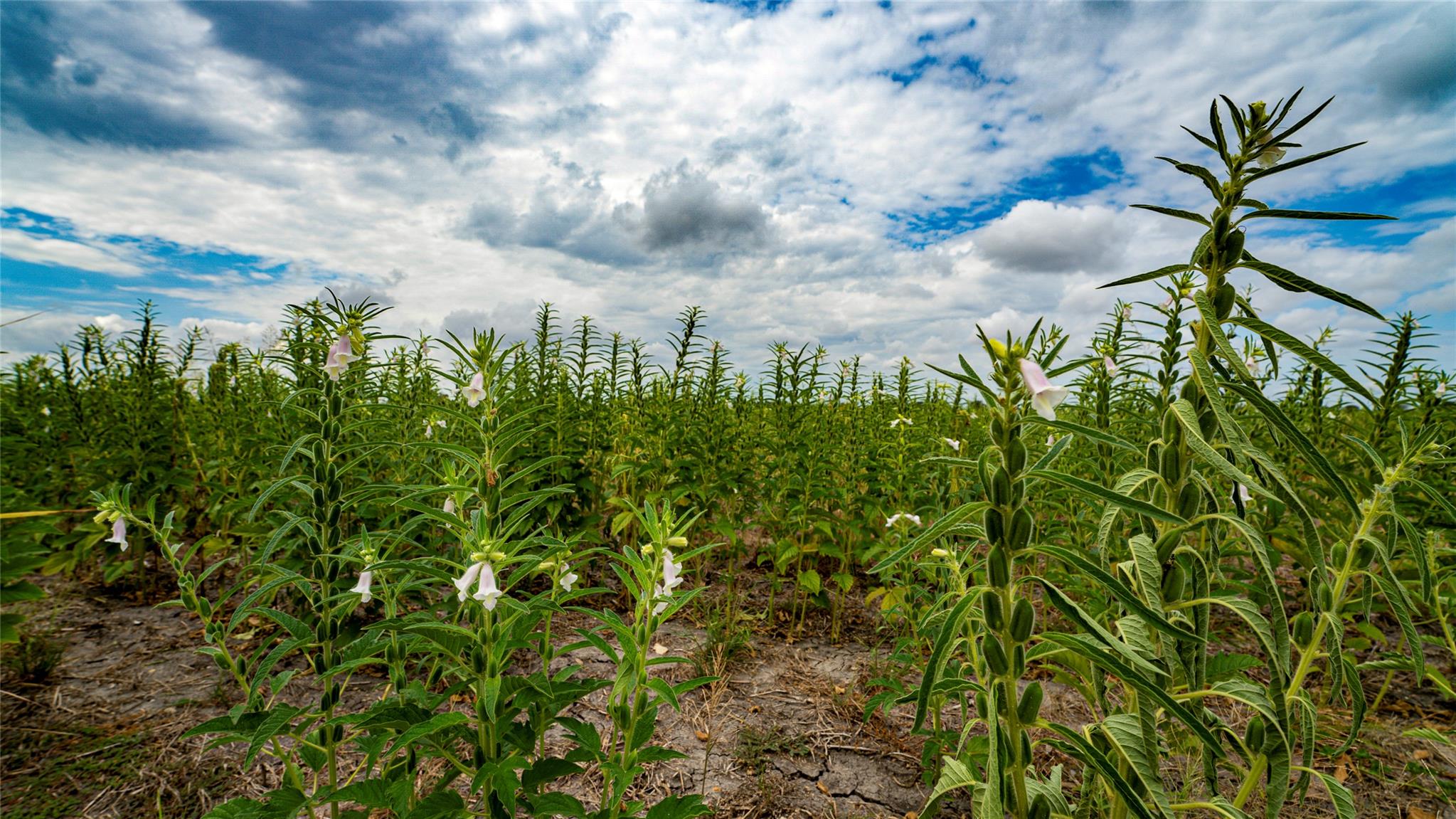 TBD FM 3061 #B, Thorndale, TX 76577 photo 4
