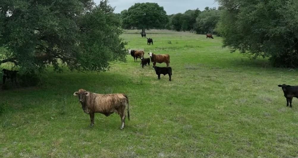 TBD CR 127 Lot 1, Block 1 County Road 127 RD, Ledbetter, TX 78946 photo 4