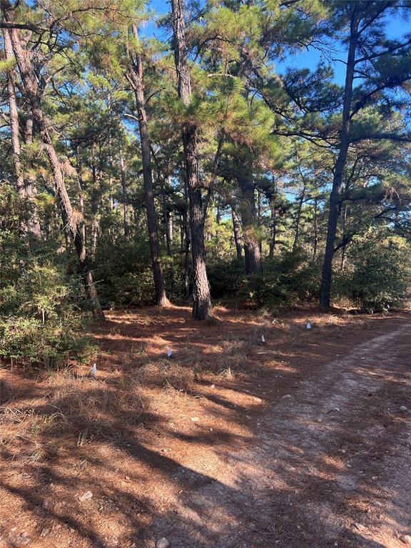 Pine Forest