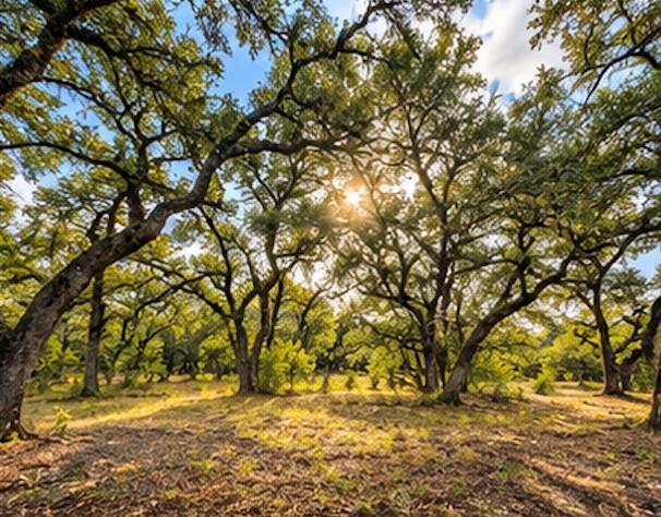 208 Viento CV, Blanco, TX 78606 photo 2